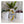 Load image into Gallery viewer, Changing Colours Brewing Project Generator DDH West Coast PIlsner